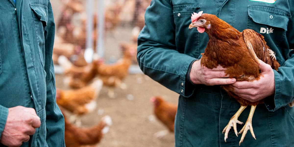 Twee agrariërs in overalls staan bij bruine kippen